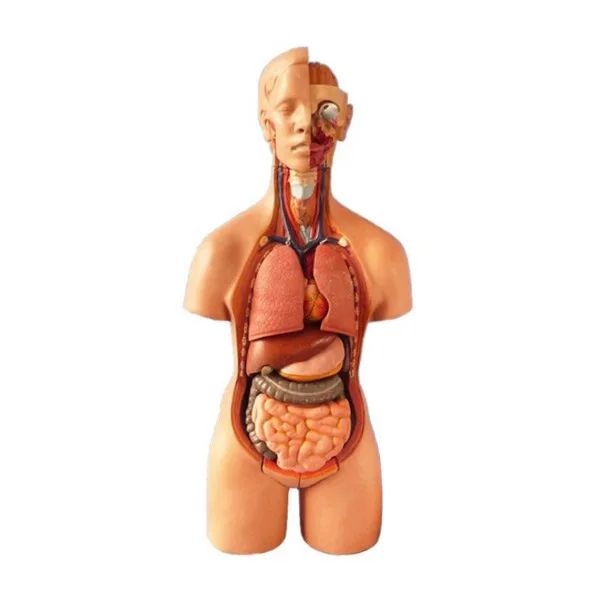 19 Parts 55cm Medical Science Human Body Model With Internal Organs Bisexual Human Anatomoical Model View Human Anatomical Model Product Details From Haizhu International Ltd On Alibaba Com