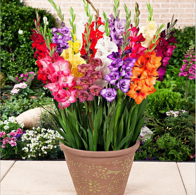 Einzelstängel Künstliche Weiße Gladiolen Anti-Echte Plastikblumen Mehrfarbiger Dekorativer Strauß| Alibaba.com