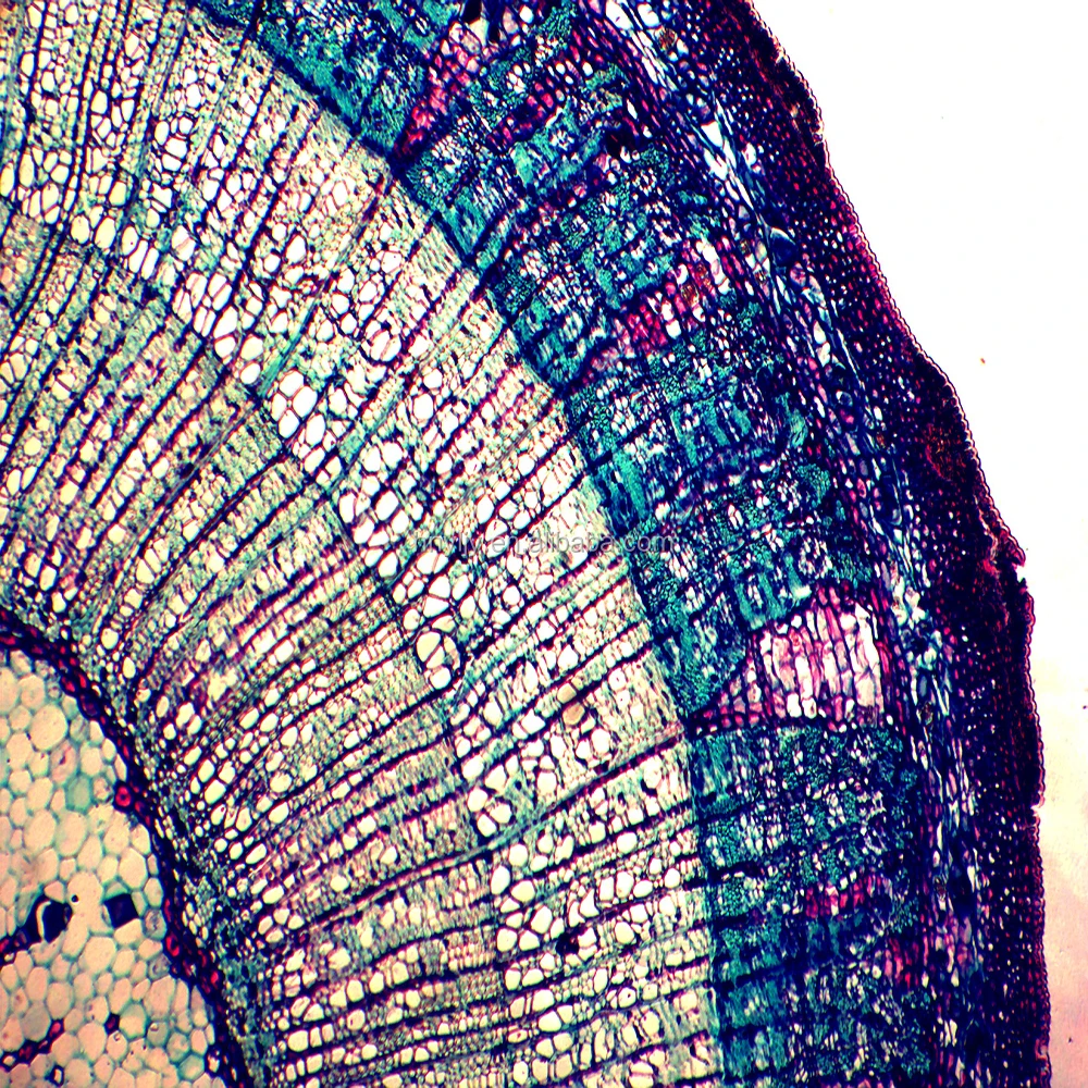 Lâminas Meiose microscópio Lâminas Preparadas Botânica Preparados BIOLOGIA  CELULAR E GENÉTICA NA VENDA, image size:1000x1000