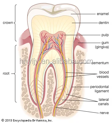 istologia umana orale/dente patologia microscopio preparato diapositive set