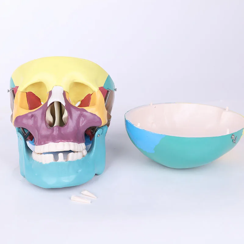 nature pvc high human body bone model 85cm spinal nerves