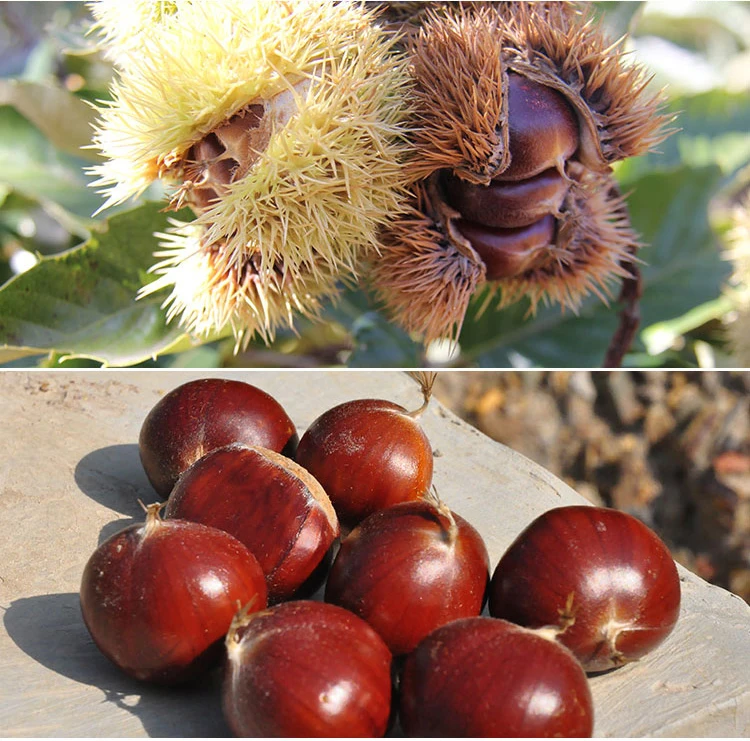 chestnuts features