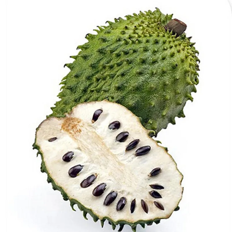 Factory Supply Wild Annona Muricata Seeds Soursop Tree Seeds For Planting Buy Hot Sale Soursop Tree Seeds High Quality Graviola Guyabano Tree Seeds Wholesale Guanabana Tree Seeds Product On Alibaba Com