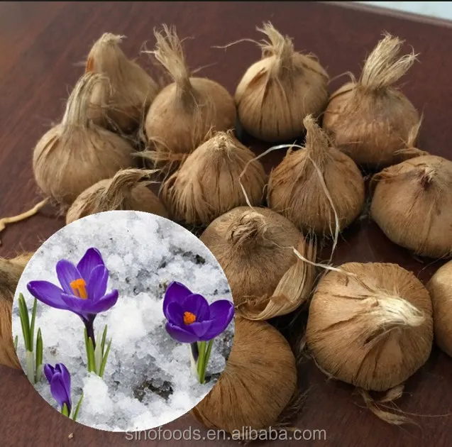 wholesale Saffron Seed / Saffron Seedball for planting