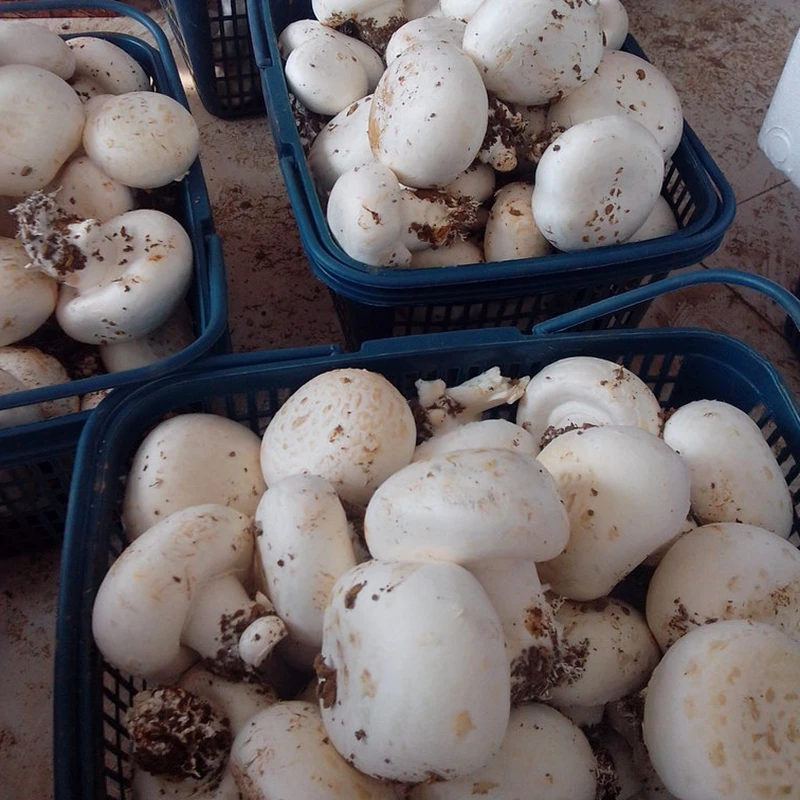 Свежий белый гриб Detan