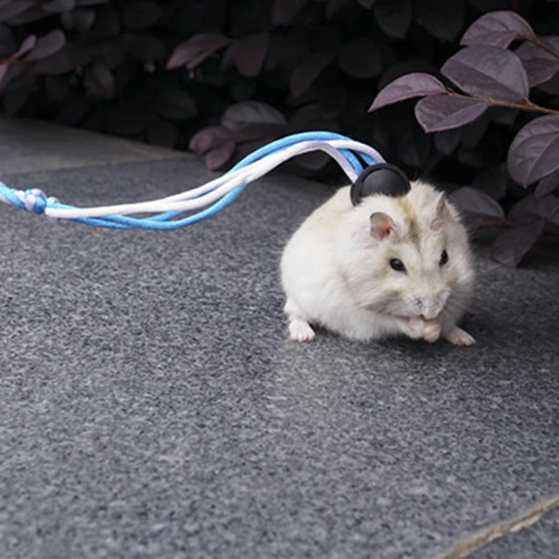 Dwarf hamster on a leash best sale