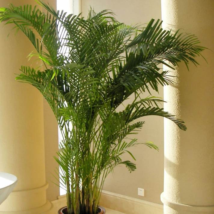 Palmera Artificial De Palma De Hawai - Buy Palmera Artificial,Planta  Artificial,Palmera Product on Alibaba.com