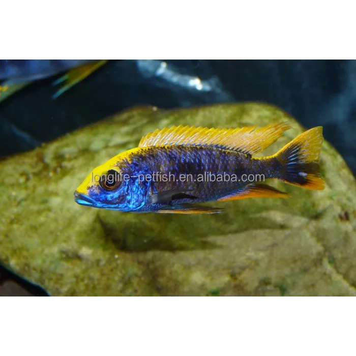 Горячая Распродажа рыба аристохромис красный топ