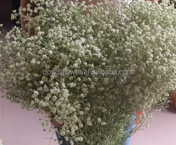 Dried Natural Gypsophila Babysbreath Flower Hot Sale Chinese Supplier Buy Dried Gypsophila Flower Gypsophila Flower Bunches Natural Gypsophila Product On Alibaba Com