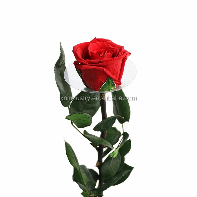 Rosa Conservata Di Grado a 5-6 Cm, Rose Eterne Naturali Di Alta Qualità