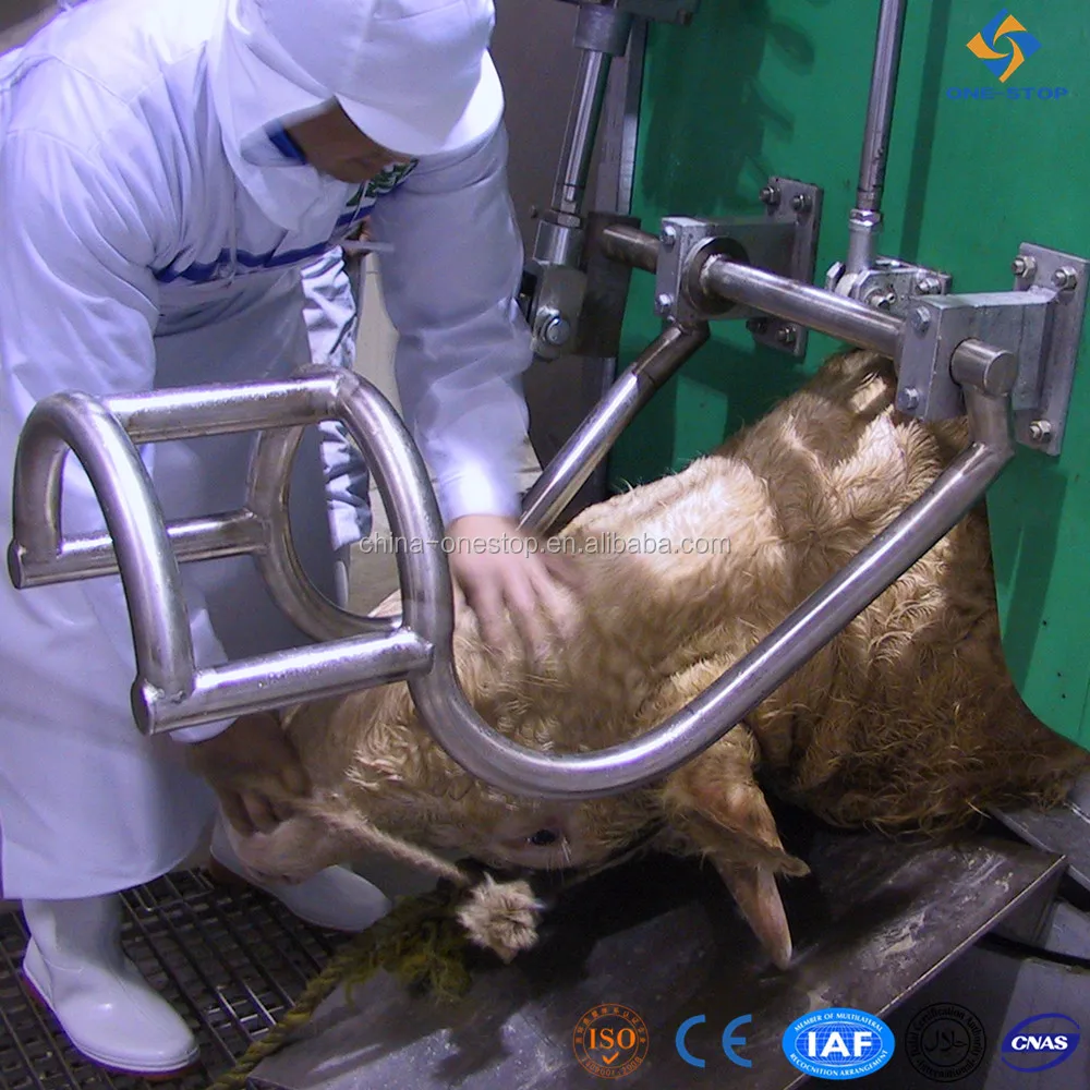 Muslim cow head fixed pneumatic reverse halal slaughter box