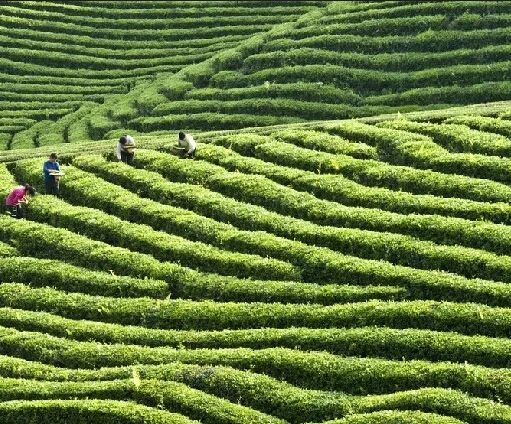 
Органический чай, органический зеленый чай dragon well, чай west lake longjing 