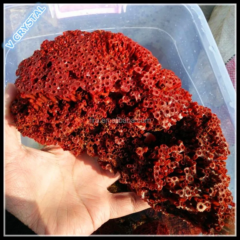 Rough red coral for on sale sale