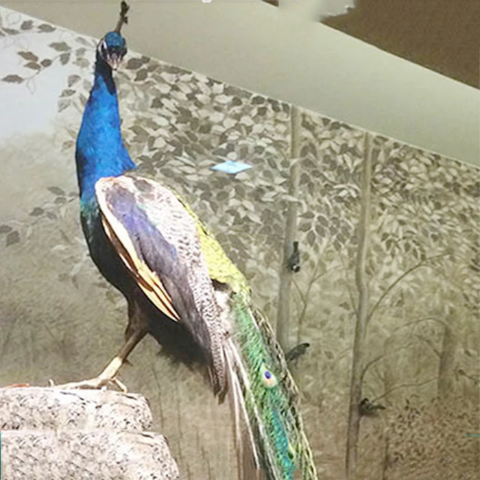Using Real Feathers  Life Size Foam Peacock for Display