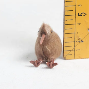 Amazon.co.jp: キウイ キーウィ バード kiwi ぬいぐるみ