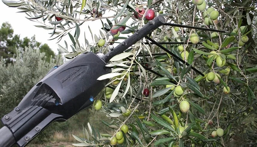 High Quality KINGSON Olive Tree Harvesting Machine and Household Olive Harvest Machine Electric