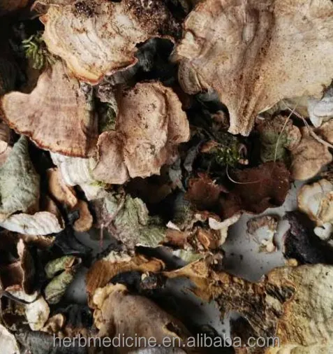 Оптовая продажа сушеный натуральный цельный грибок Coriolus unicolor для продажи