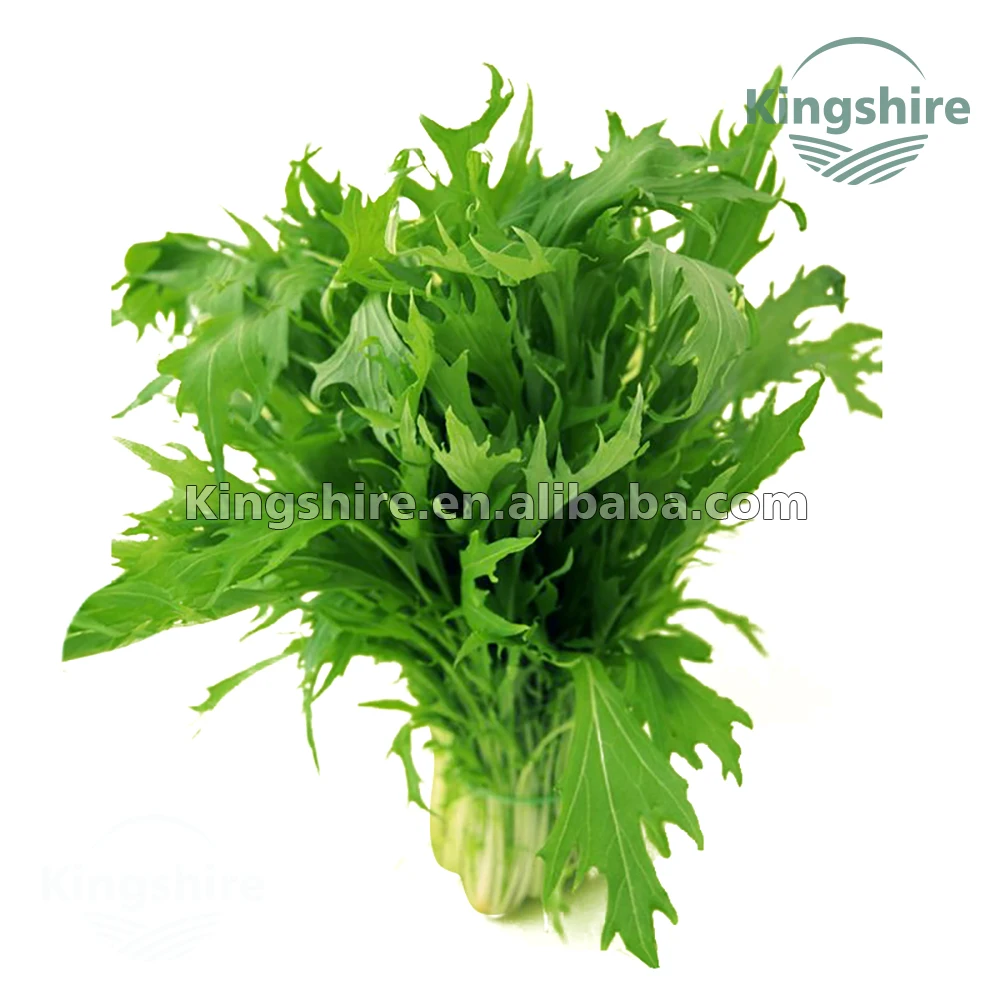 チャイニーズマスタードグリーンセリフォンsuehlihungシード Buy マスタードシード 中国野菜の種 ガイ チョイ Product On Alibaba Com