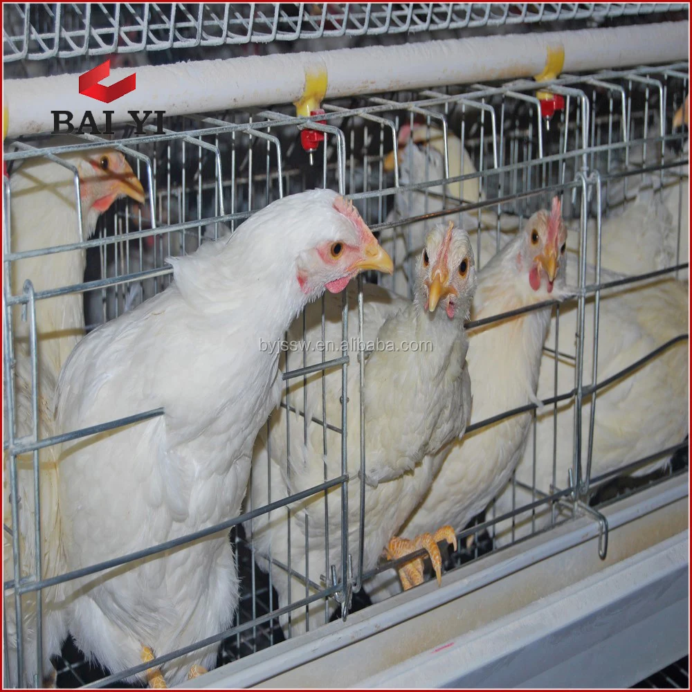Egg Layer Chicken Cages for 5000 Birds Poultry Farm Construction