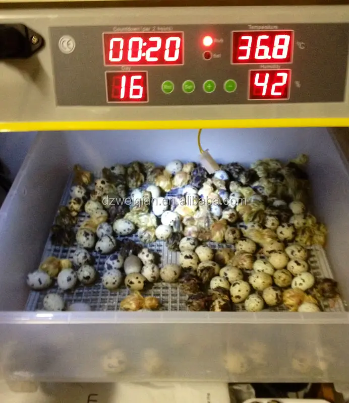 Wq 36 Automatic Mini Chicken Egg Incubator 144 Eggs Quail Incubator Quail Egg Hatching Machine Buy Automatic Mini Chicken Egg Incubator 10000 Chicken Egg Incubator 300 Eggs Chicken Egg Incubator Product On Alibaba Com