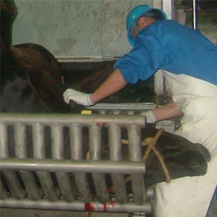 250 Cattle Hour Halal Meat Processing Humane Beef Slaughterhouse