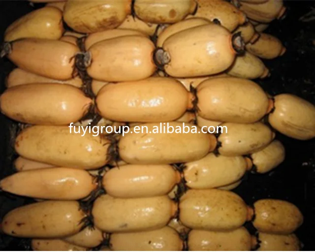 Fresh Lotus Root Prices for Export