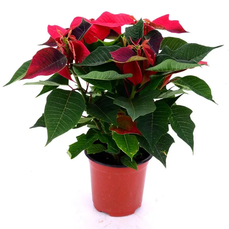赤い花ポインセチア盆栽 Buy 赤い花ポインセチア盆栽 お祝いの花 観葉植物 Product On Alibaba Com