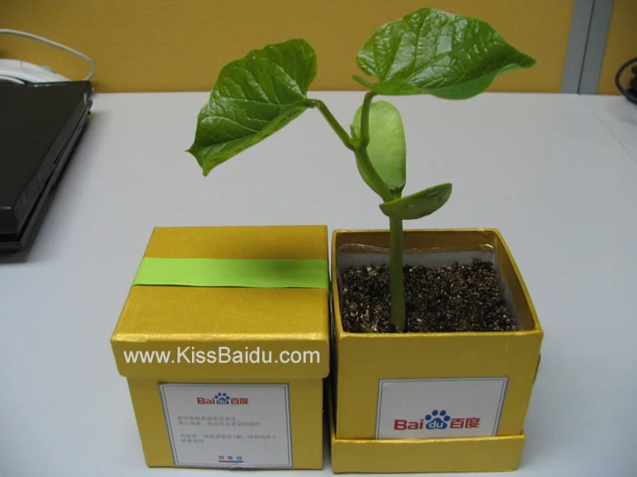 木箱魔豆工艺品用字母能长种植后 Buy 魔豆植物 魔豆玩具 魔法豆籽product On Alibaba Com