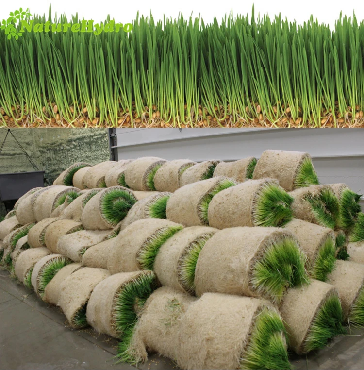 Hydroponic Forage Growing Tray System Barley Grass Indoor Farming