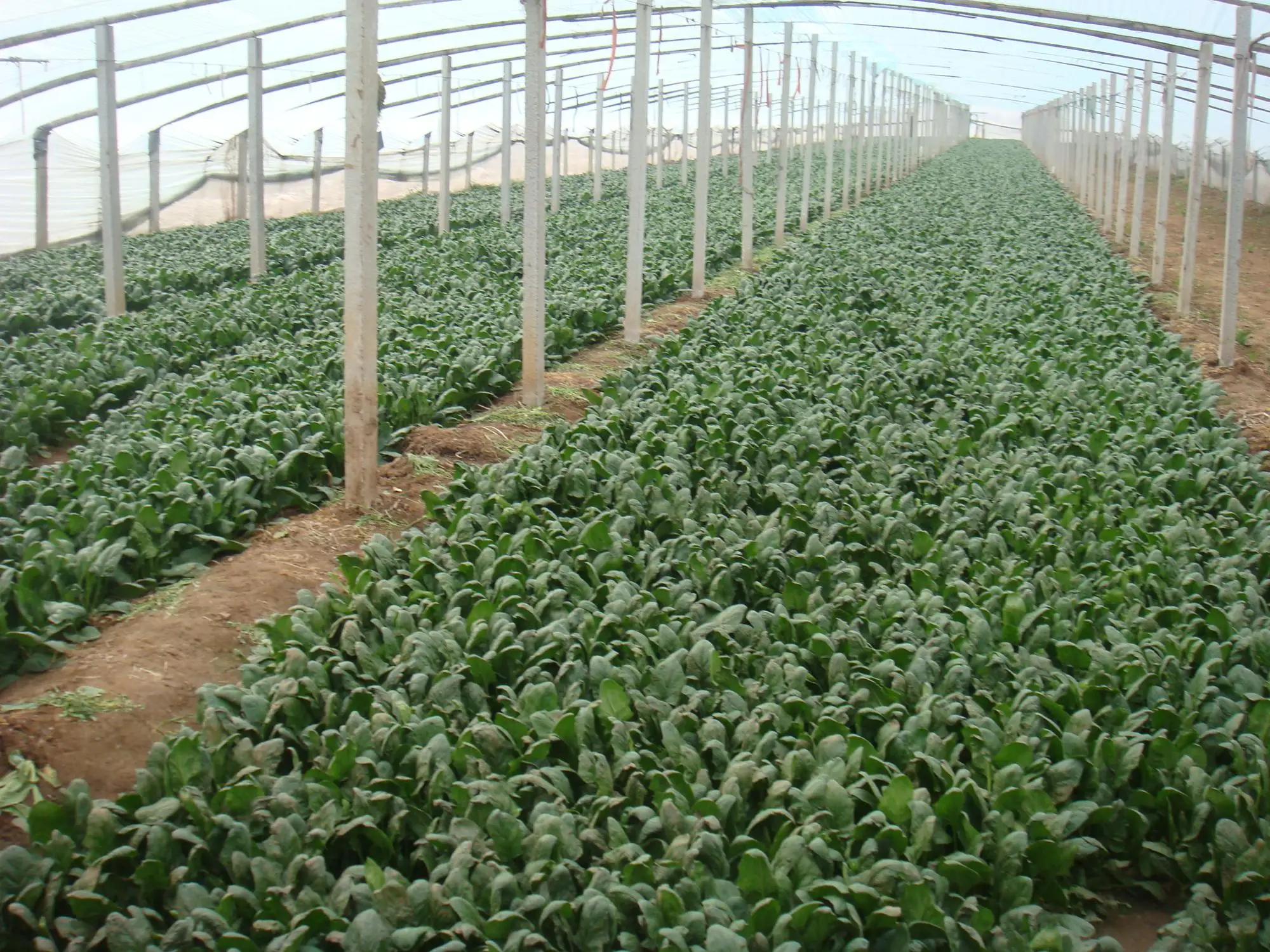 Sinocharm IQF Frozen Chopped Spinach With Good Price for Wholesale From Spinach Base