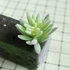 DR056 verde