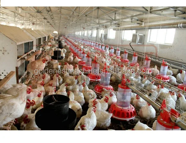 Goldenest Broiler Breeders Equipment Automatic Poultry Feeding System