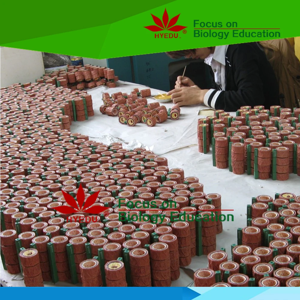 
 Прямая Заводская медицинская научная пластиковая модель зубов собаки  