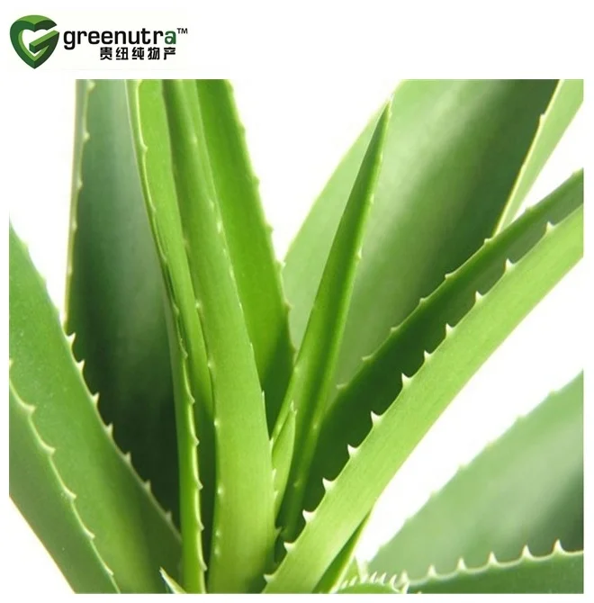 hot sale pure aloe vera extract powder