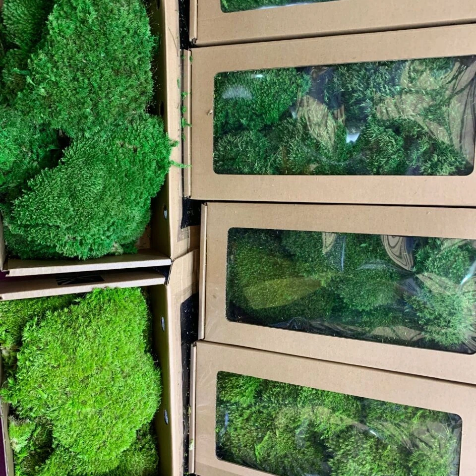 Красочный сохраненный Королевский мох для бассейна