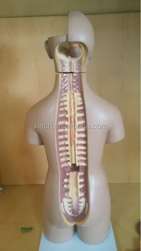 Туловище унисекс 55 см 20 частей модель человеческого тела