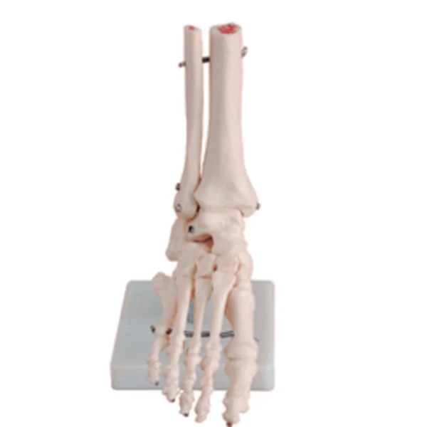 工場直接販売人間の解剖足関節モデル Buy 足関節モデル 解剖足関節モデル 人間の解剖学的足関節モデル Product On Alibaba Com