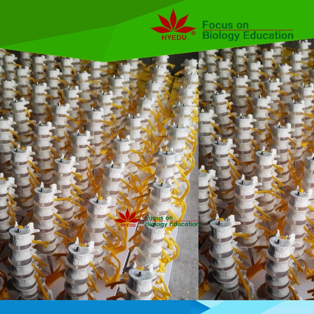 
 Прямая Заводская медицинская научная пластиковая модель зубов собаки  