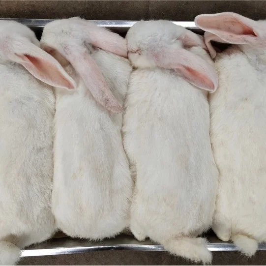 Flash Frozen Whole Rabbits for Predators Daren Fucheng