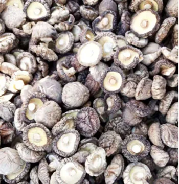 wholesale bulk dried mushrooms