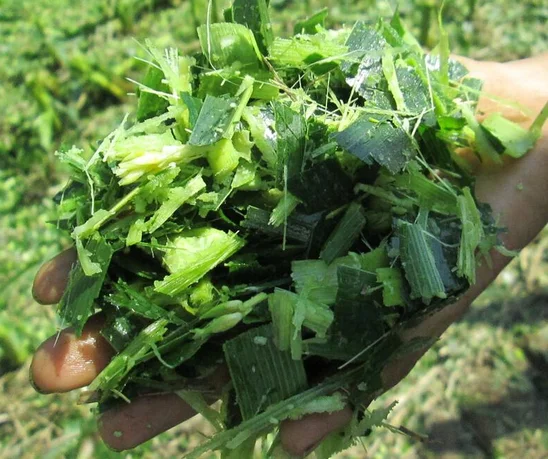 Однорядный кукурузный силоуборочный комбайн трактор