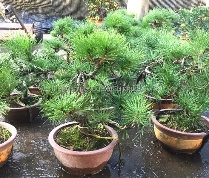 Pine Bonsai Tree Black Pine Buy Bonsai Black Pine Black Pine Pine Bonsai Tree Product On Alibaba Com