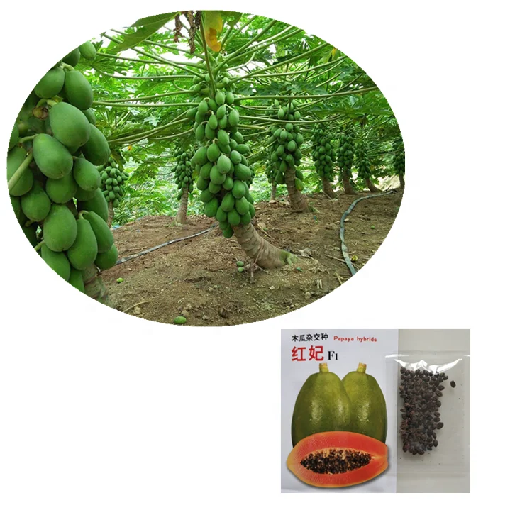 Taiwan F1 Hybrid Red Lady Papaya Seeds for Growing