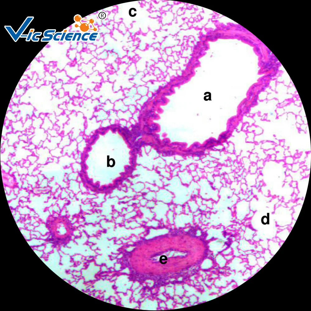 micro diapositive di istologia/micro scivolo del tessuto/microscopio  diapositive 7101