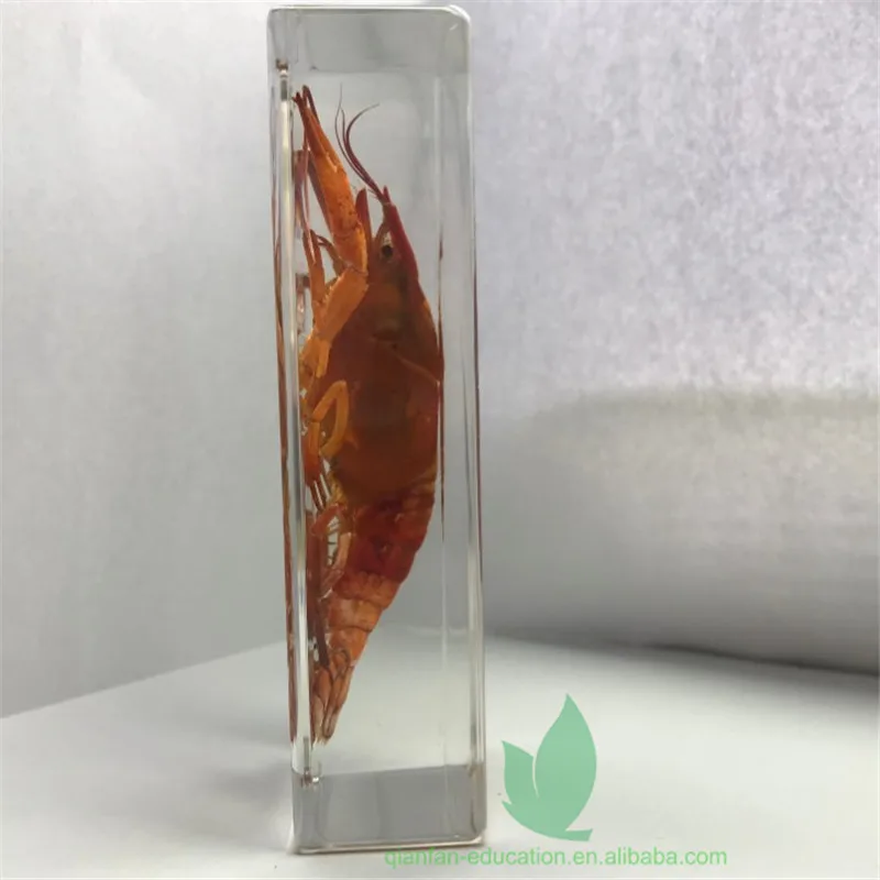 
Рамка из прозрачной смолы, реальный лобстер, встроенный полезный обучающий образец, пластиковая рамка для школы 