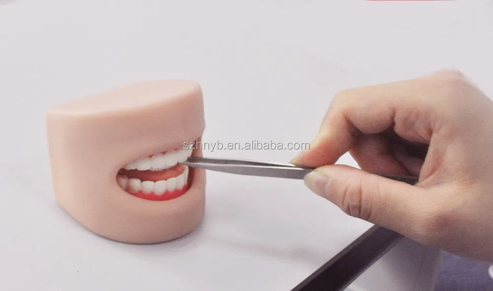 Модель зубов в ротовой полости