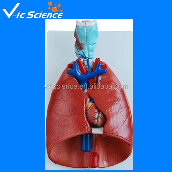 Sistema Respiratorio Humano,Modelo Anatomico,Modelo Educativo De Ciencia  Médica Respiratoria - Buy Modelo Del Sistema Respiratorio,Modelos  Respiratorios,Modelo Respiratorio Product on 