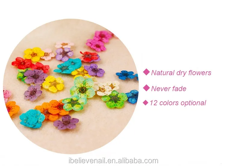 Новый стиль 12 видов цветов украшения прессованные натуральные