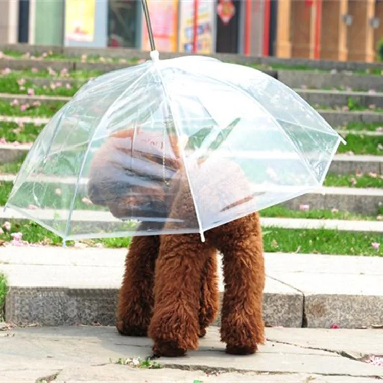 Собаки под зонтом