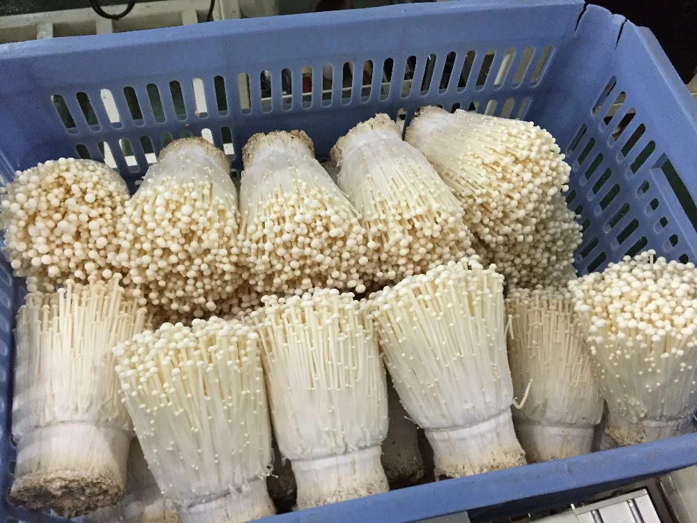 Как выращивают грибы эноки